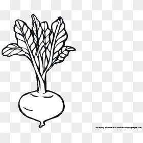 Roots Clipart Fruit - Beet Root Clip Art, HD Png Download - root png