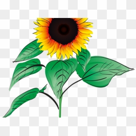 Sunflower Clipart Root - Clipart Sunflower Plant, HD Png Download - root png