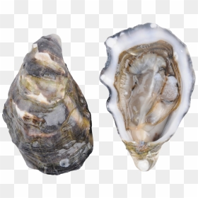 Pacific Oyster Png , Png Download - Oysters Png, Transparent Png - oysters png