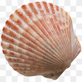 This Png File Is About Conch , Shell , Marine Mollusc - زندگی برازنده من, Transparent Png - marine png