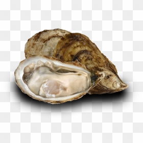 Oyster Image - Tiostrea Chilensis, HD Png Download - oysters png