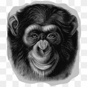 Ape Clipart Chimpanzee - Realistic Monkey Drawings, HD Png Download - vhv