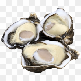 Single Seed Oysters - Oysters Png, Transparent Png - oysters png