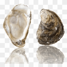 Barcat Oysters , Png Download - Barcat Oysters, Transparent Png - oysters png