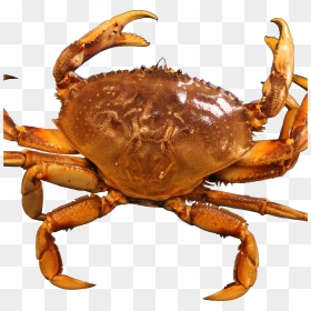 Crab - Dungeness Crab Png, Transparent Png - seafood png