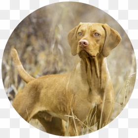 Dog 1 - Vizsla, HD Png Download - root png