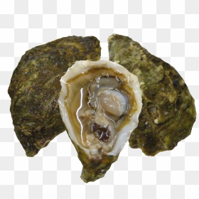 Kumiai Oysters , Png Download, Transparent Png - oysters png