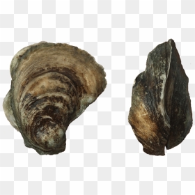 Port Royal Wild Oysters - Shell, HD Png Download - oysters png