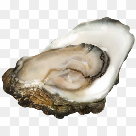 Oysters - Cassostrea Virginica - Oyster, HD Png Download - oysters png