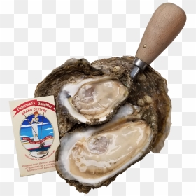 Fishermans Daughter Brand Oysters - Tiostrea Chilensis, HD Png Download - oysters png