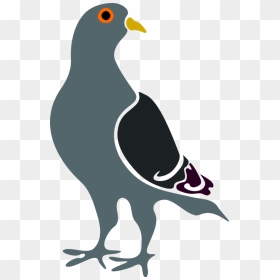 Pigeon Vector, HD Png Download - pigeon vector png