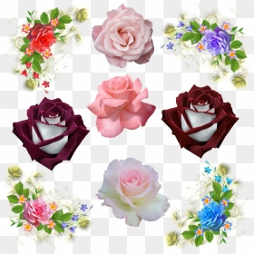 Garden Roses, HD Png Download - boquet png