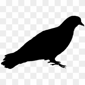 Pigeon Silhouette Png, Transparent Png - pigeon vector png