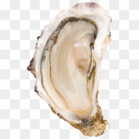 Шлакоблокунь И Его Друзья, HD Png Download - oysters png