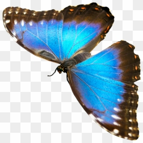 Butterfly Animals That Fly, HD Png Download - blue butterfly flying png