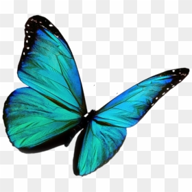 #butterfly #flying #bluebutterfly #green - If Nothing Ever Changed Would Be No Butterflies, HD Png Download - blue butterfly flying png