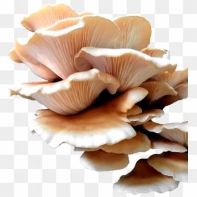 Transparent Oyster Mushroom Png, Png Download - nature wallpaper png