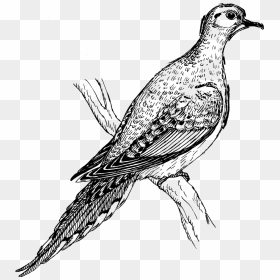 Vector Graphics,free Pictures, Free Photos, Free Images, - Mourning Dove .png, Transparent Png - pigeon vector png