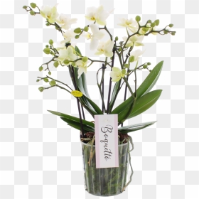 Moth Orchid, HD Png Download - boquet png
