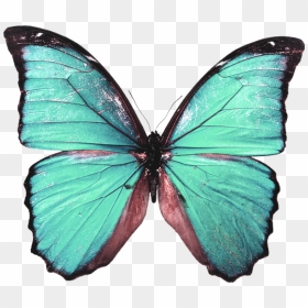 Transparent Butterfly Outline Png - High Resolution Butterfly Png, Png Download - blue butterfly flying png