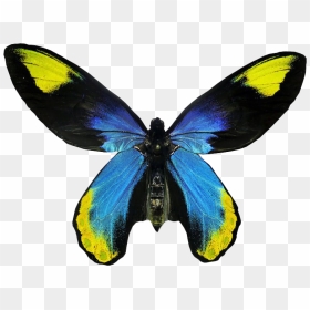 Flying Real Butterfly Png Image - Real Butterfly Transparent Background, Png Download - blue butterfly flying png