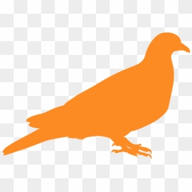 Pigeon Vector Png, Transparent Png - pigeon vector png