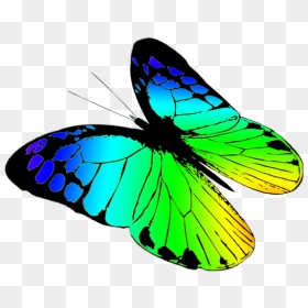 Free Butterflies Drawing - Green Butterfly Flying Drawing, HD Png Download - blue butterfly flying png