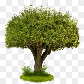 Landscaping Trees Png - Tree Image In Png, Transparent Png - ashoka tree png