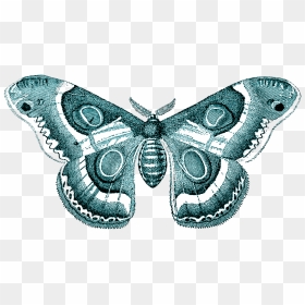 Transparent Butterfly Png - Butterfly Free Transparent Png, Png Download - blue butterfly flying png