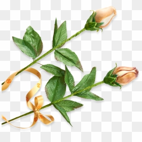 Evergreen Rose, HD Png Download - rose milk png