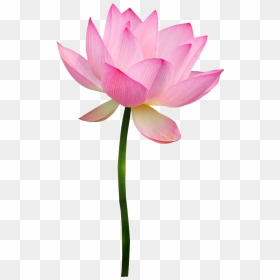 Pink Lotus Transparent - Clipart Lotus Flower Png, Png Download - lotus png images