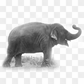 Elephants - Indian Elephant, HD Png Download - indian ambulance png