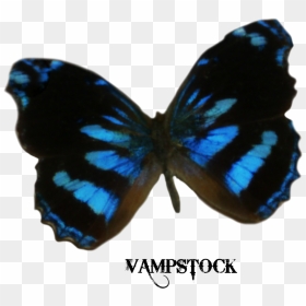 S 1024x1024, - Dark Blue Butterfly Png, Transparent Png - butterfly png 3d images