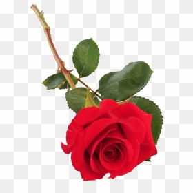 Transparent Single Rose Png, Png Download - single rose flower png
