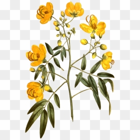 Botanical Illustration, HD Png Download - gamla flower png