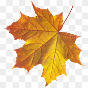 Yellow Autumn Leaves Png Image - Autumn Leaves Leaf Png, Transparent Png - real leaves png