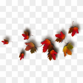 Today Feels Like A Real Autumn Day - Real Leaves Png Fall Leaf Transparent Background, Png Download - real leaves png