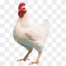 White Hen Png Photo Background, Transparent Png - white hen png