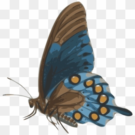 Butterfly Png From Side, Transparent Png - blue butterfly flying png