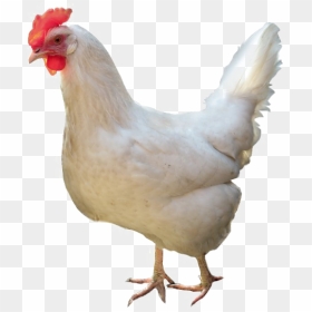 White Chicken Png High-quality Image - Chicken White Png, Transparent Png - white hen png