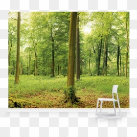 Grove, HD Png Download - nature wallpaper png