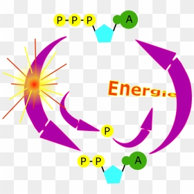 Cycle Atp Clip Arts - Animation Atp Adp Cycle, HD Png Download - cycle clipart png