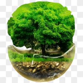 Bonsai Tree, HD Png Download - ashoka tree png