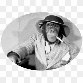 Monkeyartboard 1@300x, Hd Png Download - Apes, Transparent Png - indian monkey png
