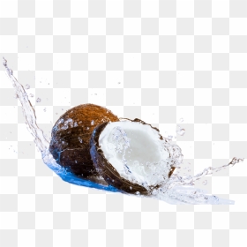 Coconut Png Download Image - Coconut Water Png File, Transparent Png - water png hd