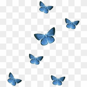 Transparent Background Butterfly Png, Png Download - blue butterfly flying png