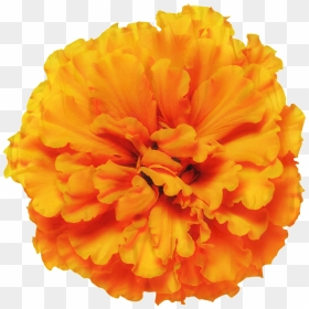 Mexican Marigold Glebionis Segetum Pot Marigold Flower - Mexican Marigold Flower Png, Transparent Png - marigold garland png