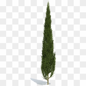 Cypress Tree Photoshop, HD Png Download - shrubs plan png