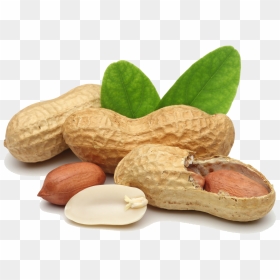 Praline Peanut Legume Dried Fruit - Peanuts Transparent Image Png, Png Download - dry fruit png