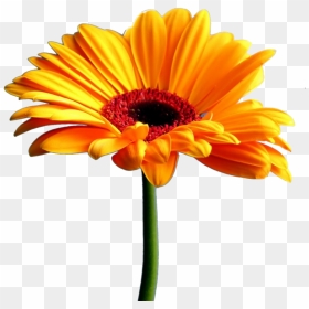 Yellow Gerbera Png Transparent Image - Quotes Thank You Husband, Png Download - marigold garland png